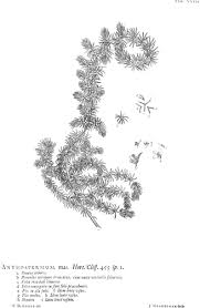 Image result for Anthospermum