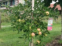 Erste tipps zum richtigen schnitt. Platzsparende Sorten Fur Kleine Garten Haberli Fruchtpflanzen Ag Neukirch Egnach