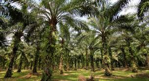 Kelapa sawit adalah tanaman industry penting yang menghasilkan minyak baik minyak masak, minyak industry atau pun minyak bakar (biodiesel). Kapan Sawit Tidak Berbuah Lagi Sawitnotif