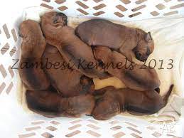 Please call for more information. Purebred Rhodesian Ridgeback Puppies For Sale In Cedar Creek Queensland Classified Australialisted Com
