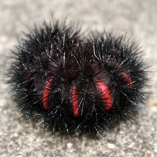 We've raised several and i've documented two of them in cocoon for 23 days. Giant Leopard Moth Economy Exterminators