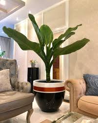 Salmanda Plants On Instagram Dieffenbachia Giant Sp Difenbacia Giant With Pot Cover 75cm Salmanda Plants Hello Plants Lovers Come And Visit Our Gallery