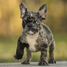 French bulldog puppies for sale in usa. French Bulldog Puppy For Sale In Fort Pierce Fl Usa Adn 59929 On Puppyfinder Com Gender Male Age 10 Weeks O Bulldog French Bulldog Puppies French Bulldog