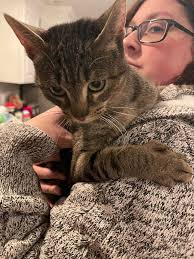 Auburn, NY Lost and Found Pets