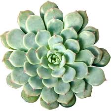 Use code ssitg for 10% off sales up to 60% off! Echeveria Minima Blue Rosette Succulent For Sale Succulents Box