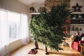 Vous voulez acheter un sapin de noël ? 12 Astuces Pour Conserver Son Sapin De Noel Pendant Les Fetes
