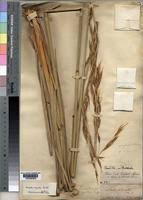 Image result for Tristachya superba