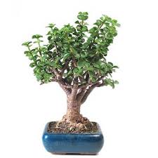This african succulent is a good indoor plant, but it needs lots of light. Fiche De Culture Et D Entretien De L Arbre De Jade En Bonsai Bonsai Ka