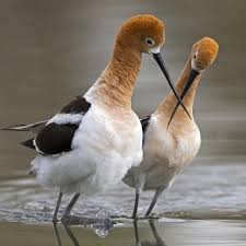 Love Crossing Photographic Print Verdon Art Com In 2020 Birds Beautiful Birds Sea Birds