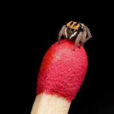 Maratus nemo, which is only about the size of a grain of rice at just over 4mm. Instagram Photo By Michael Duncan Apr 17 2016 At 10 45am Utc Australian Photography Spider Species Insect Photography