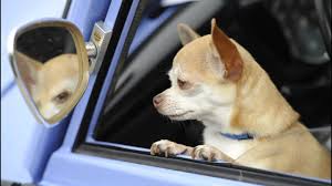 Check spelling or type a new query. Demonic Chihuahua Hellscape Meet Prancer The Puppy Everyone Wants Youtube
