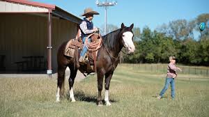 Image result for tbn:tVj6rqcH-AQR9M::www.pregonagropecuario.com.ar/images/caballo_overo.jpg