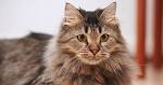 Meet the Fluffy Cat Breeds | Petfinder