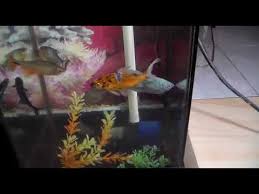 Jika ikan cupang hias sudah di dapat dan anda ingin memajangnya baik di ruang tamu atau. Review Aquarium Unik Buatan Sendiri Youtube