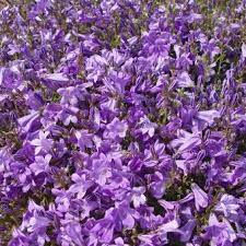 Deze laagblijvende vaste plant wordt slechts 15 centimeter. Campanula Portenschlagiana Resholt Variety Pflanzen Kaufen Online