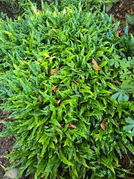 Image result for Microsorum