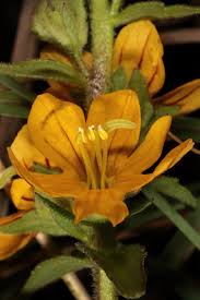 Image result for Alectra vogelii