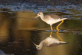 Backyard Birds Of Central Florida Central Florida Backyard Bird Identification Backyard Birds Bird Identification Birds