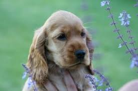 Galerie Elevage Cocker Cocker Bebes Animaux
