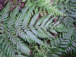 Image result for Lastreopsis vogelii