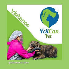 felicanvet