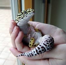 It is completely normal for leopard geckos to go without eating for long periods. Leopard Geckos Lifespan Feeding And Lifecycle All About Geckos Tag Leopard Geckos Diet Leopard Geckos For Sal Leopard Gecko Cute Reptiles Unusual Animals