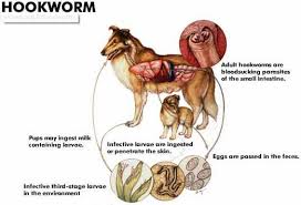 Drontal plus (praziquantel/pyrantel pamoate/febantel) taste tabs broad spectrum chewable anthelmintic tablets are indicated for removal of tapeworms (dipylidium caninum, taenia. Hookworm Alert Greyhound Friends Of Nc