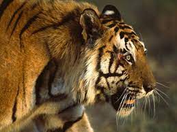 Tiger Pictures Tiger Wallpapers National Geographic Pet Tiger Tiger Pictures Save The Tiger