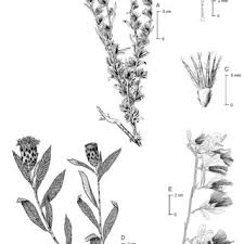 Image result for Macledium zeyheri