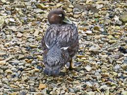 Do ducks and geese have to have swimming water? Steamer Duck Wikipedia