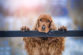 Wenn sie einen cocker abzugeben haben, dann stellen wir auch diesen gerne vor. Cocker Spaniel Rasseportrait Wesen Charakter Zuchter
