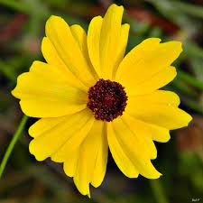 13 florida flowering plants to add color to your landscape. 10 Native Florida Flowers For Your Garden Florida Smart