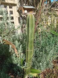 Image result for Lophocereus marginatus