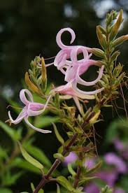 Image result for Anisacanthus
