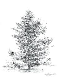 Pin By Paula Lira On D R A W I N G Pine Tree Drawing Tree Drawing Tree Sketches
