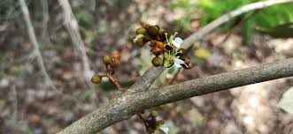 Image result for Anthonotha