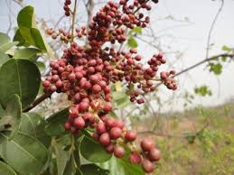 Image result for Zanthoxylum