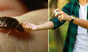 Here we have everything you need. Bed Bug Bites Bites Heal Within One To Two Weeks What They Look Like Express Co Uk