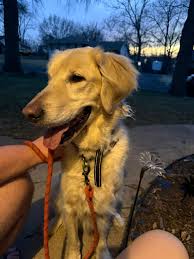 Lost And Found Pets Of KC