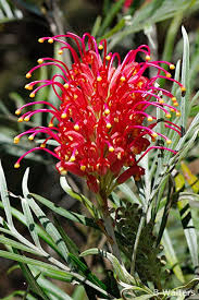 Image result for Grevillea
