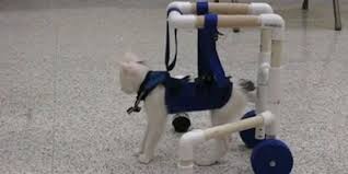 How tall do pvc pipes have to be to make cat wheelchair? Disabled Kitten Uses Walker To Take First Steps Cat Diy Pet Diy Projects Diy Stuffed Animals