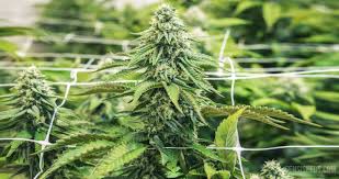 May 19, 2021 · cannabis plants can grow as small as 1 ½ foot tall and up to 34 feet tall. Screen Of Green Scrog Everything You Need To Know Sensi Seeds