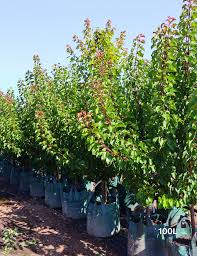 Image result for Prunus armeniaca