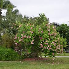 Image result for Allamanda
