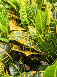 Image result for Croton aceroides