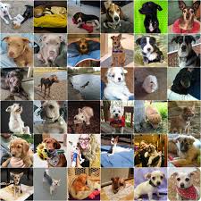 National puppy day is a time to focus attention on dogs in need and to have some fun with our furry companions. Happy National Puppy Day Oregon Humane Society