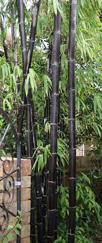 Feb 17, 2017 · heavenly bamboo. Bambusa Lako Wikipedia