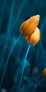 Pin Oleh Arlet Balga Di Iphone X Wallpapers Fotografi Bunga Wallpaper Bunga Indah Bunga Tulip