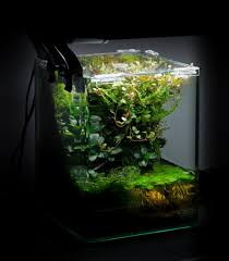 Nano Paludarim 10l Nano Cube