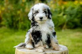 Our aussiedoodle puppies for sale are the best choice for a playful, highly energetic, loving dog who's always excited to spend time with you and keep your. Aussiedoodle Breeders By State The Complete 2021 List